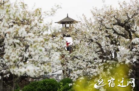 宿迁宿豫梨园湾入选全国乡村旅游精品景点