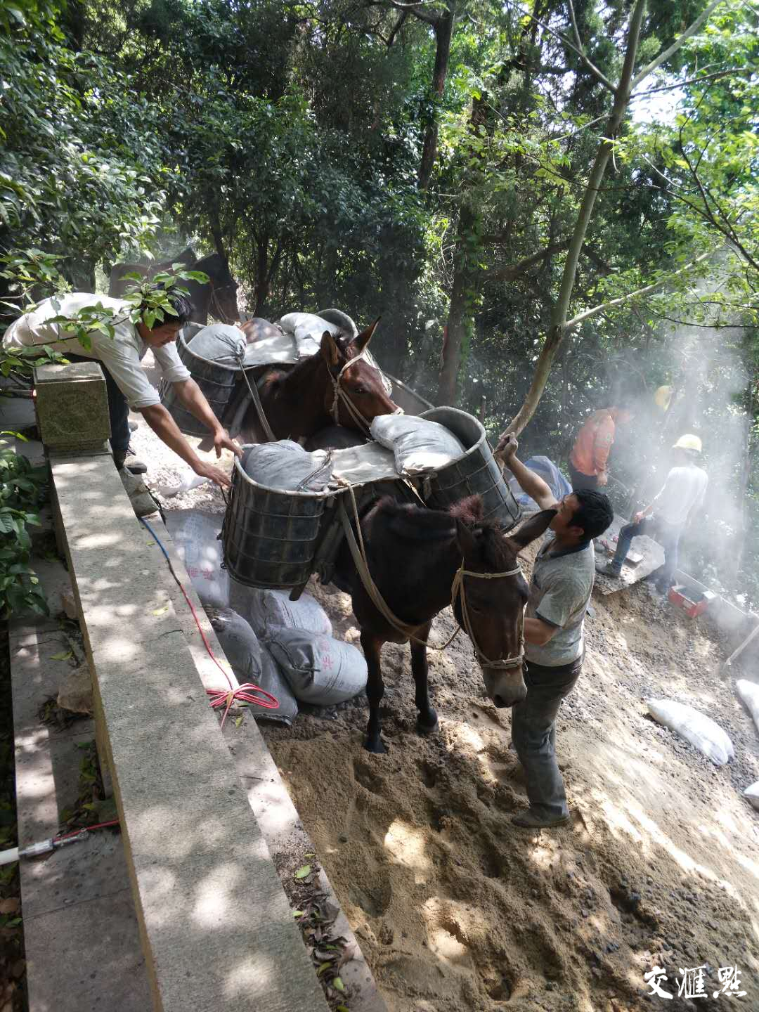 南通狼山修复山体 为啥从千里之外的广西请来一群骡子？