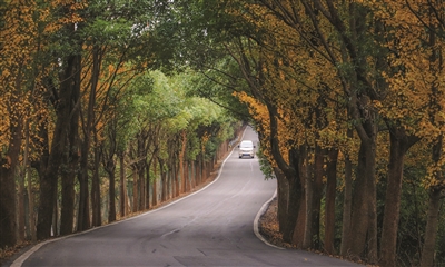 银杏黄了!句容有条绝美“爱情隧道”