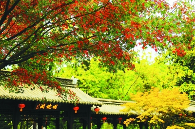 南京“秋棲霞”紅楓藝術節開幕