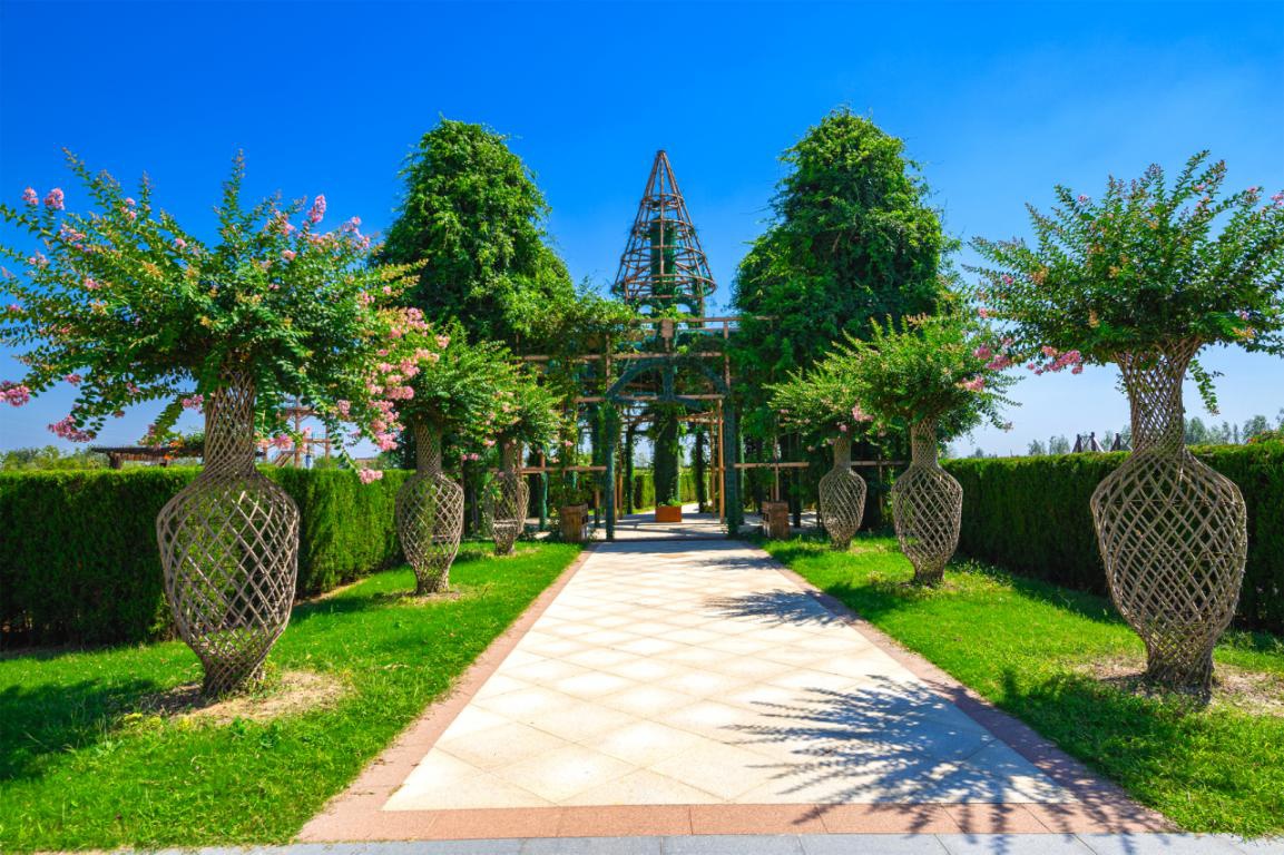 美丽江苏·每日一景丨盐城大丰梦幻迷宫:在树篱间追寻时光之美