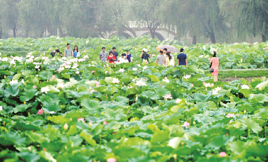 第17届中国金湖荷花节开幕