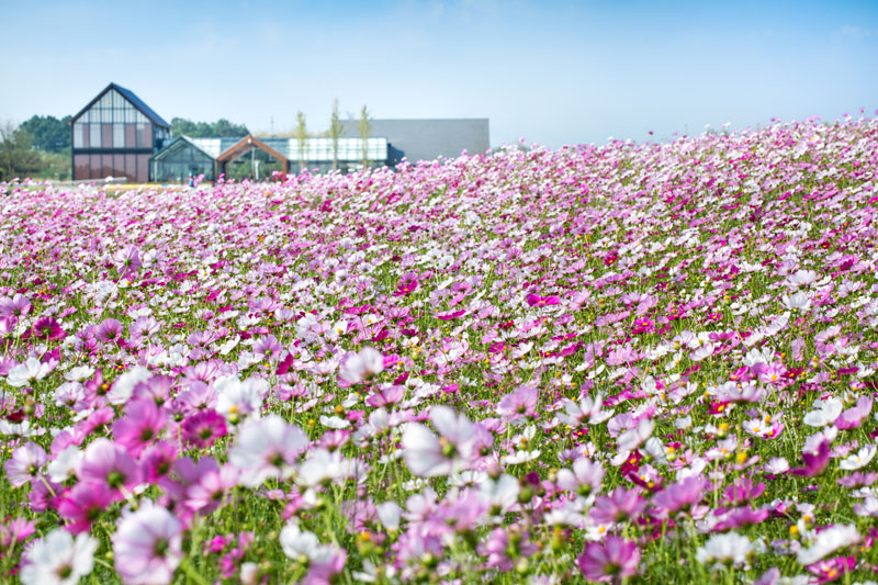 伏热花海