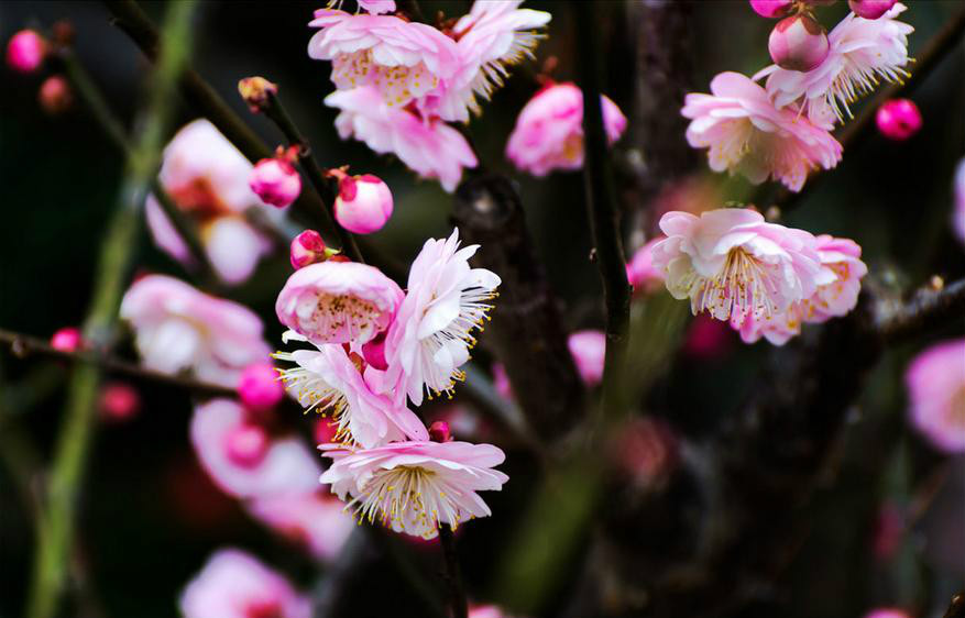 梅花种类