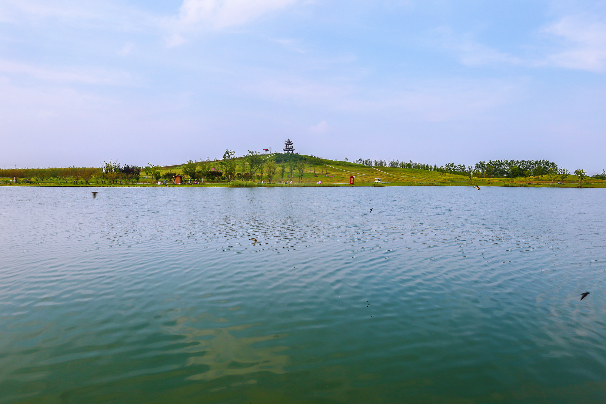 泗阳成子湖公园图片