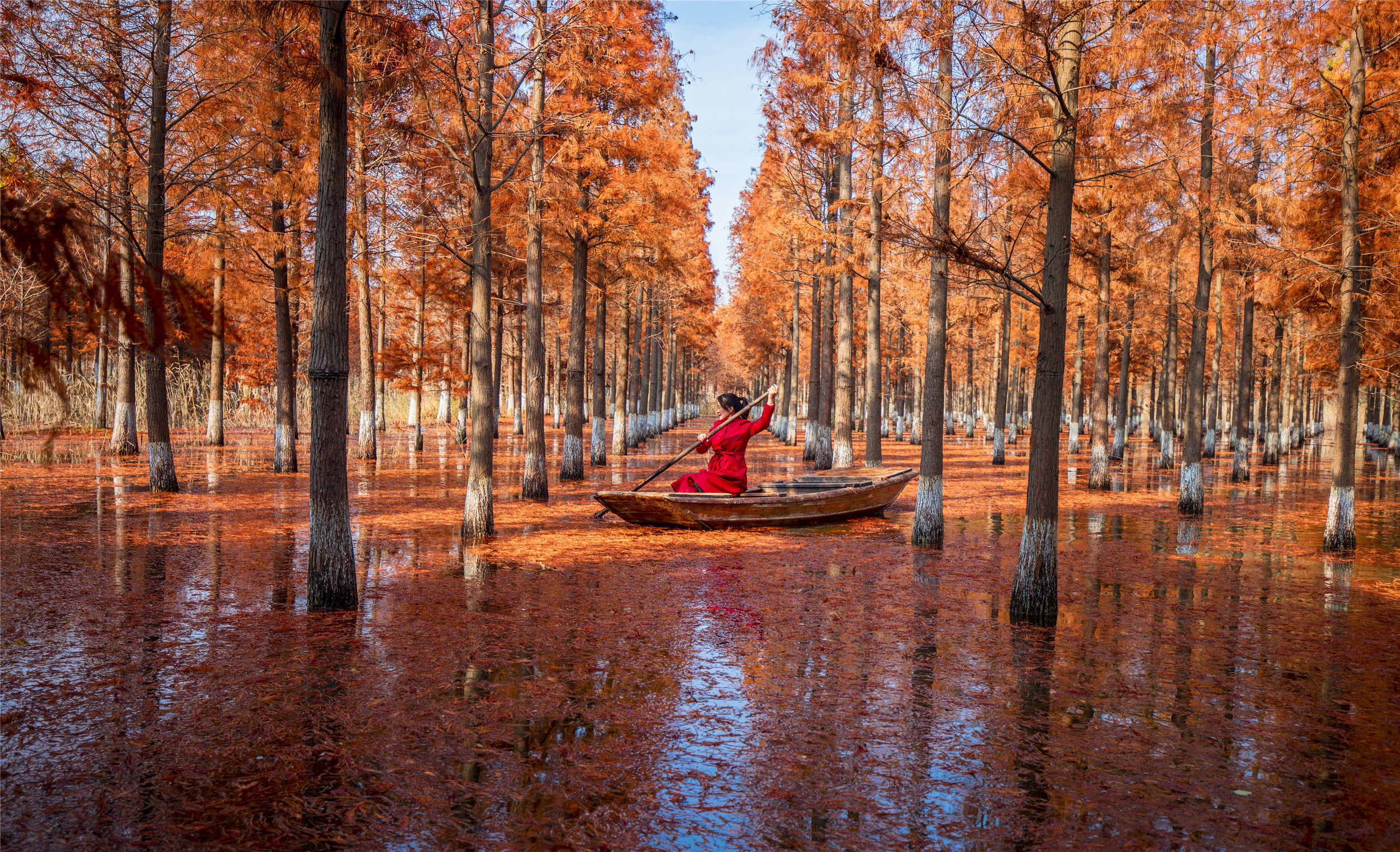 美丽江苏·每日一景丨泗洪洪泽湖湿地景区:杉在水中立 人在画中游
